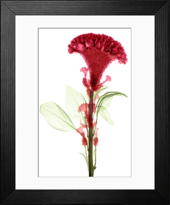 Framed Print : Cockscombs Flower, X-ray Framed Print : Cockscombs Flower, X-ray