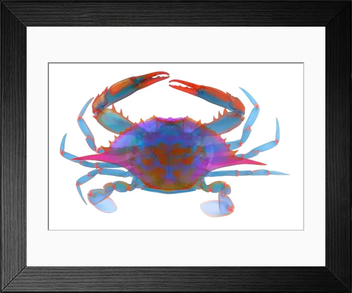 Framed Print : Blue Crab, X-ray Framed Print : Blue Crab, X-ray