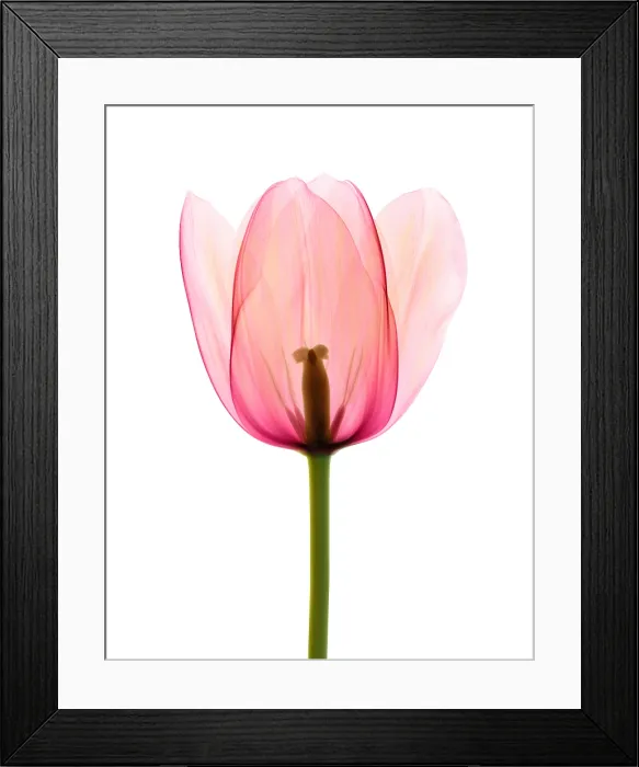 Framed Print : Tulip, X-ray