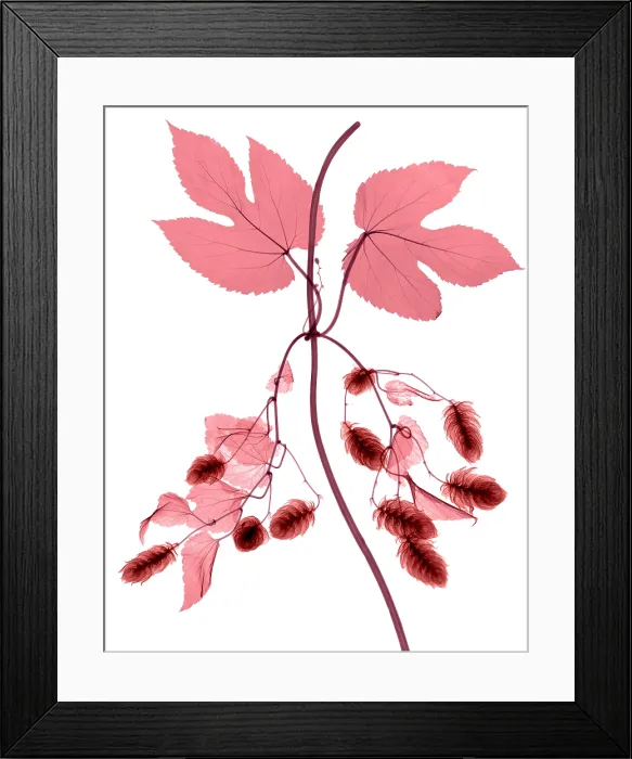 Framed Print : Hops, Humulus lupulus, X-ray Framed Print : Hops, Humulus lupulus, X-ray