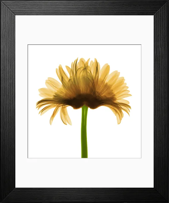 Framed Print : X-ray Gerber Daisy Framed Print : X-ray Gerber Daisy