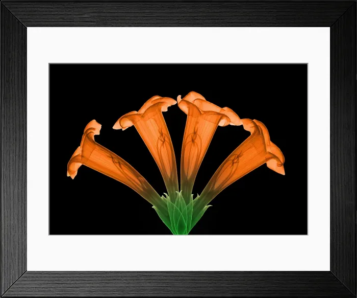 Framed Print : Trumpet Vine, X-ray Framed Print : Trumpet Vine, X-ray