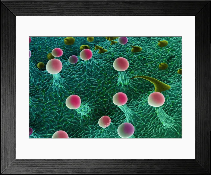 Framed Print : Cannabis Trichomes, scanning electron micrograph Framed Print : Cannabis Trichomes, scanning electron micrograph