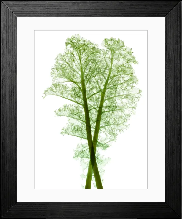 Framed Print : Kale, Brassica oleracea, X-ray Framed Print : Kale, Brassica oleracea, X-ray