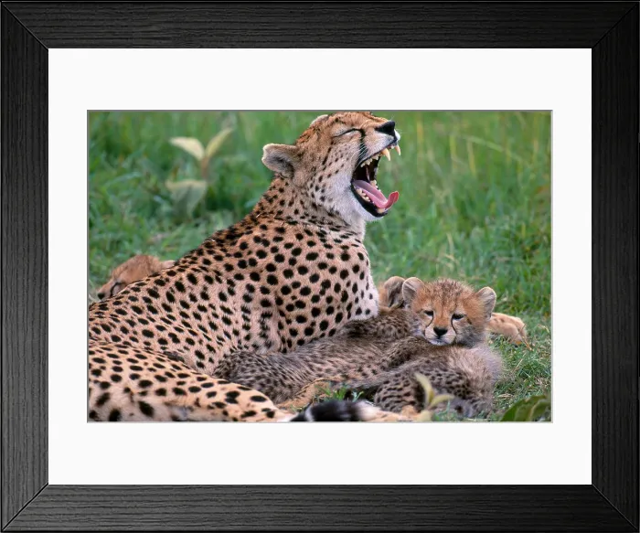 Framed Print : Cheetah (Acinonyx jubatus) mother and cub in Masai Mara Reserve, Kenya Framed Print : Cheetah (Acinonyx jubatus) mother and cub in Masai Mara Reserve, Kenya