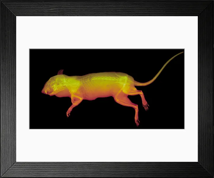 Framed Print : Chipmunk, X-ray Framed Print : Chipmunk, X-ray