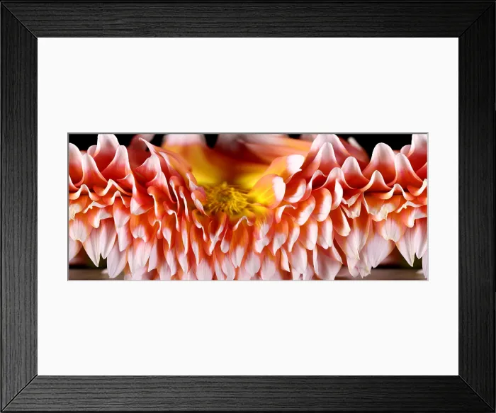 Framed Print : Slit-Scan Image of Dahlia Flower Framed Print : Slit-Scan Image of Dahlia Flower