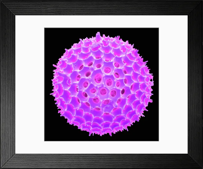 Framed Print : Radiolarian, scanning electron micrograph Framed Print : Radiolarian, scanning electron micrograph