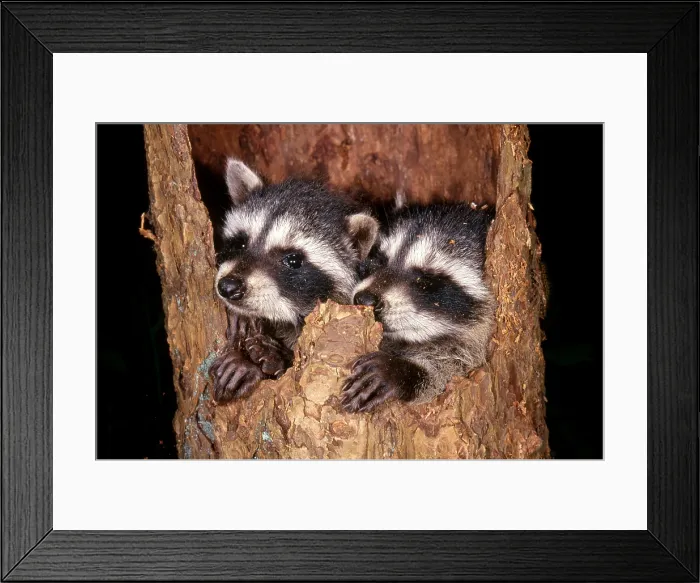 Framed Print : Raccoons (Procyon lotor) in Ponderosa Pine