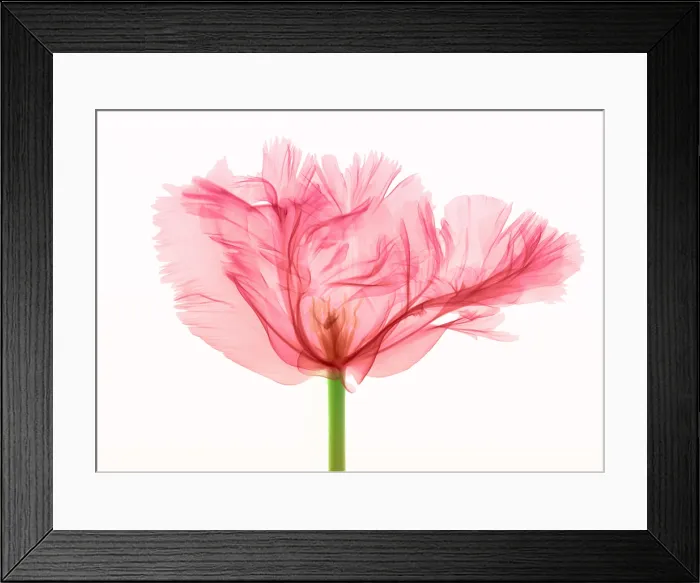 Framed Print : Tulip, X-ray