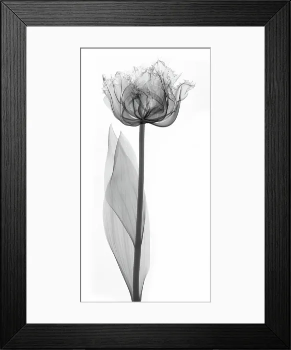 Framed Print : X-Ray of a Tulip Flower Framed Print : X-Ray of a Tulip Flower