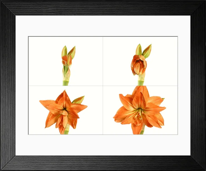 Framed Print : Amaryllis blooming sequence Framed Print : Amaryllis blooming sequence