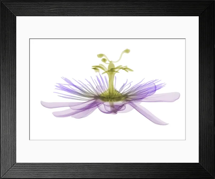 Framed Print : Passion flower, X-ray Framed Print : Passion flower, X-ray
