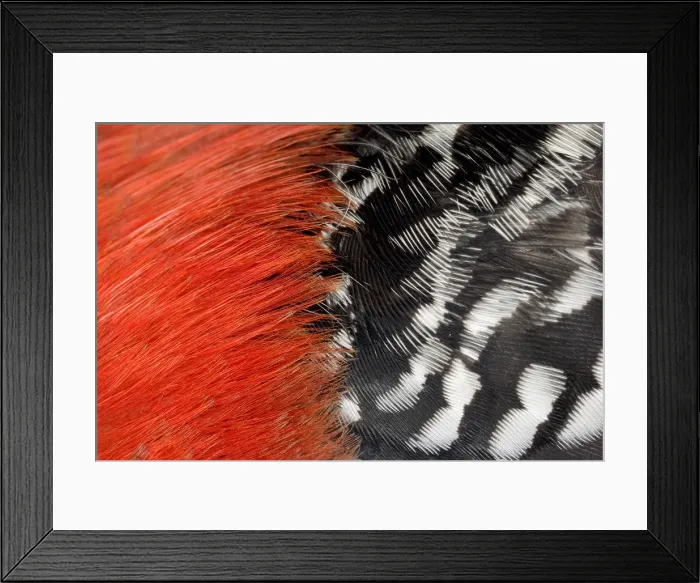 Framed Print : Red-bellied Woodpecker feathers Framed Print : Red-bellied Woodpecker feathers
