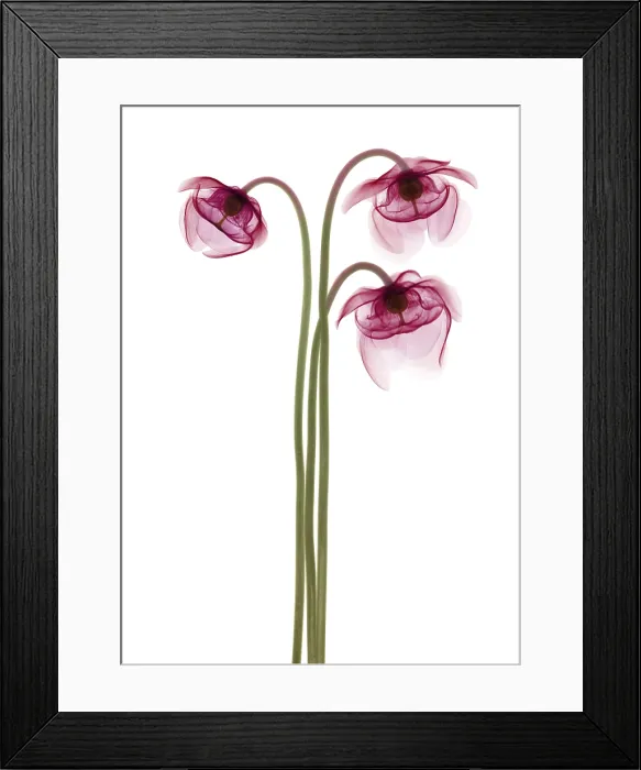 Framed Print : Pitcher Plant Flowers, X-ray Framed Print : Pitcher Plant Flowers, X-ray