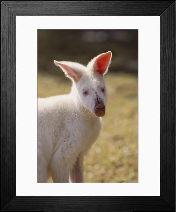 Framed Print : Albino Wallaby
