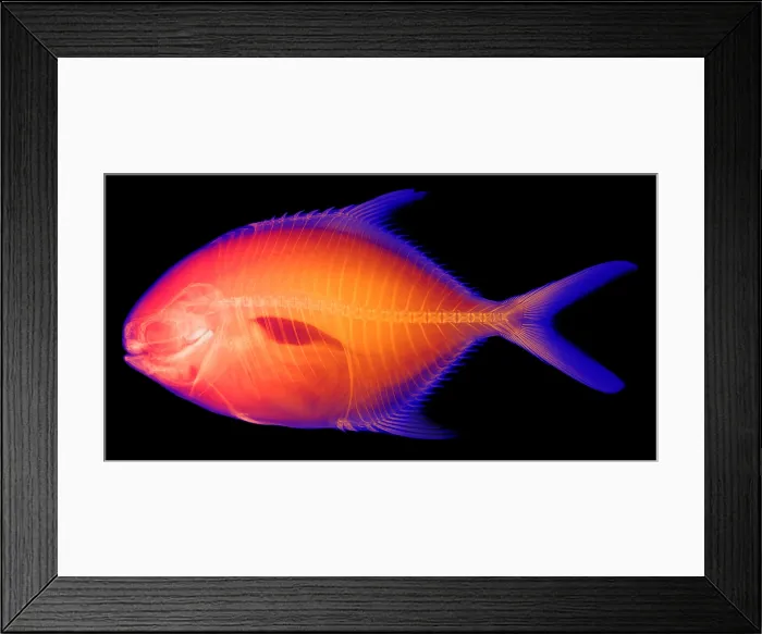 Framed Print : Yellow Jack, Caranx bartholomaei, X-ray