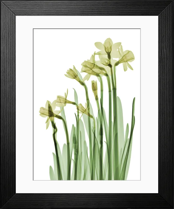 Framed Print : Daffodil Flower, X-ray Framed Print : Daffodil Flower, X-ray