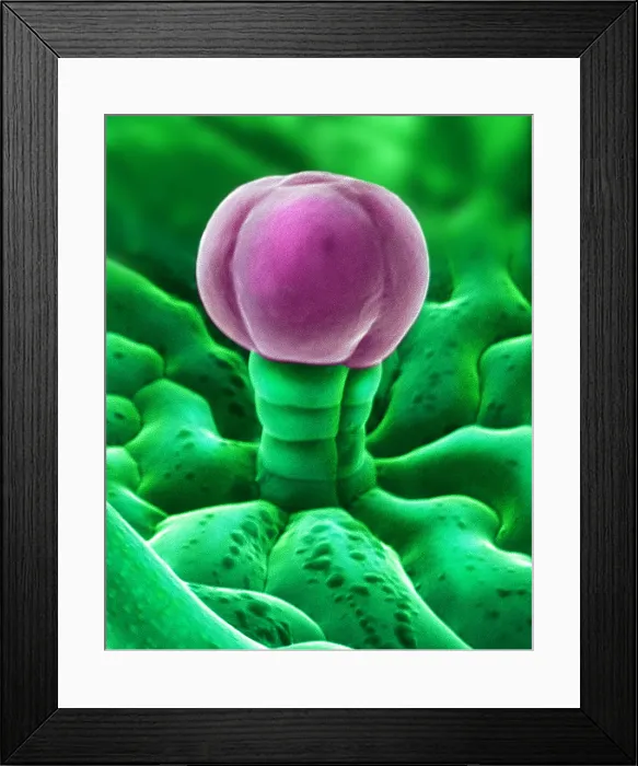 Framed Print : SEM Cannabis Trichome Framed Print : SEM Cannabis Trichome