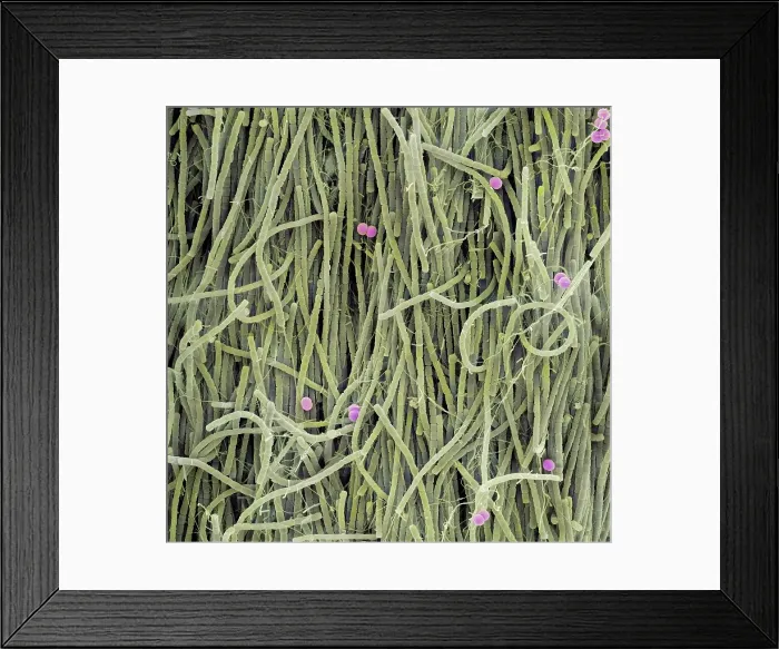 Framed Print : Extremophile Community Framed Print : Extremophile Community