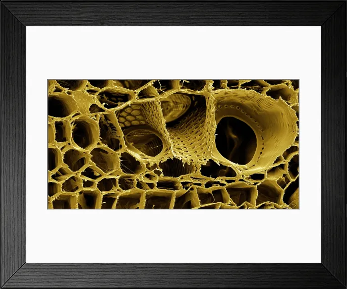 Framed Print : SEM, Cannabis Root Framed Print : SEM, Cannabis Root