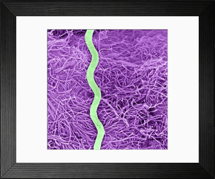 Framed Print : Extremophile Community Framed Print : Extremophile Community