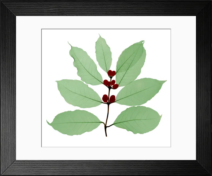 Framed Print : Coffee Branch, X-ray Framed Print : Coffee Branch, X-ray