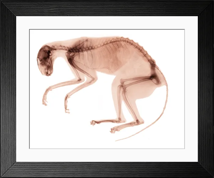 Framed Print : X-Ray of Cancerous Cat Framed Print : X-Ray of Cancerous Cat