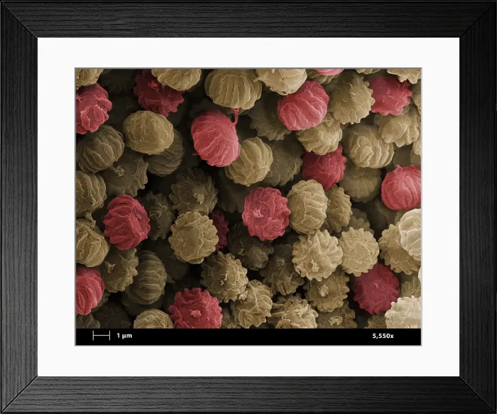 Framed Print : SEM of Ergot Framed Print : SEM of Ergot