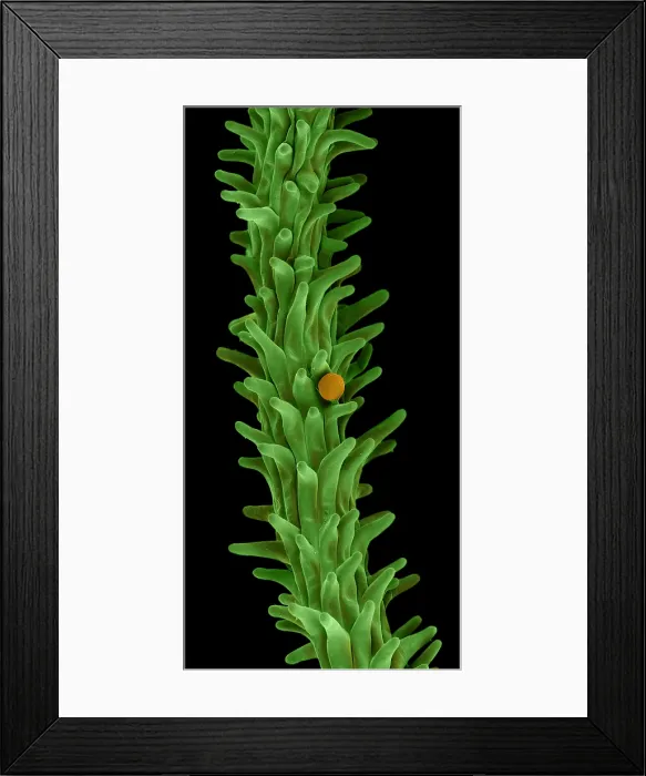Framed Print : Cannabis Pollen in Stigma