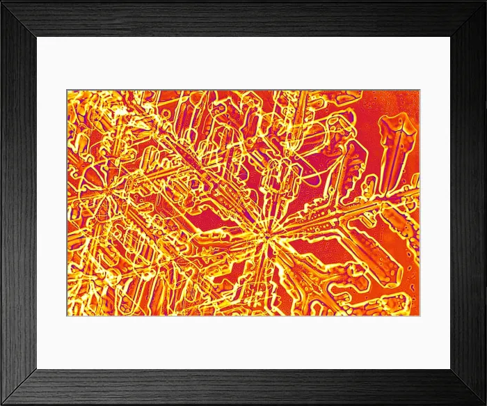 Framed Print : Snowflake. A snowflake or a group of snow crystals frozen and interlocked together Framed Print : Snowflake. A snowflake or a group of snow crystals frozen and interlocked together