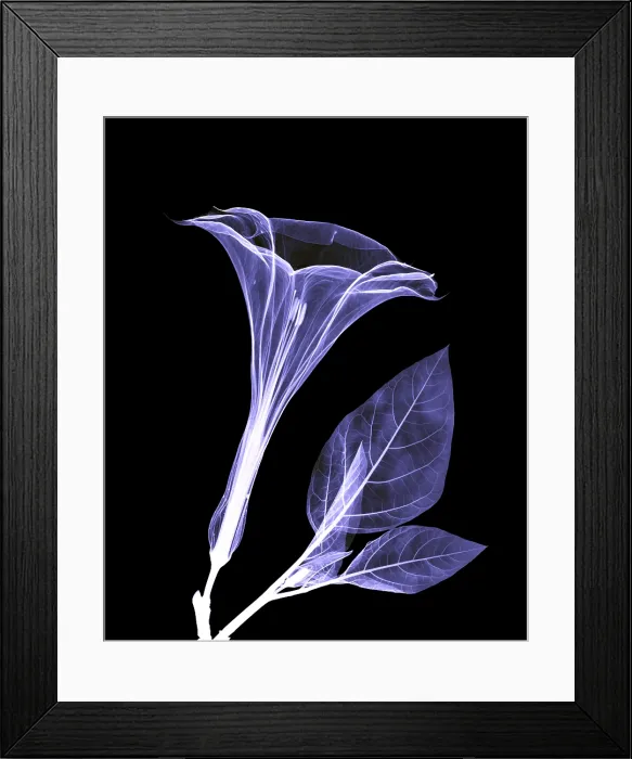 Framed Print : An X-ray of a Datura Flower