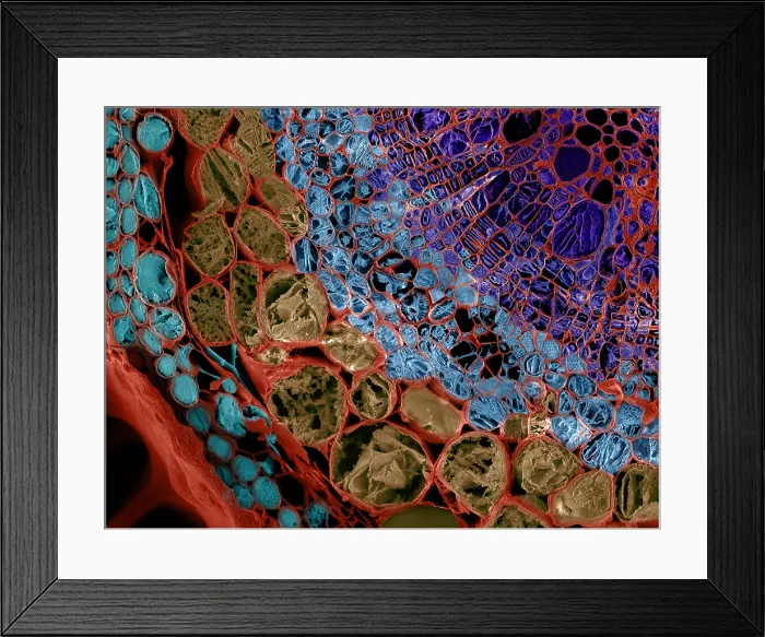 Framed Print : SEM, Cannabis Stem Framed Print : SEM, Cannabis Stem