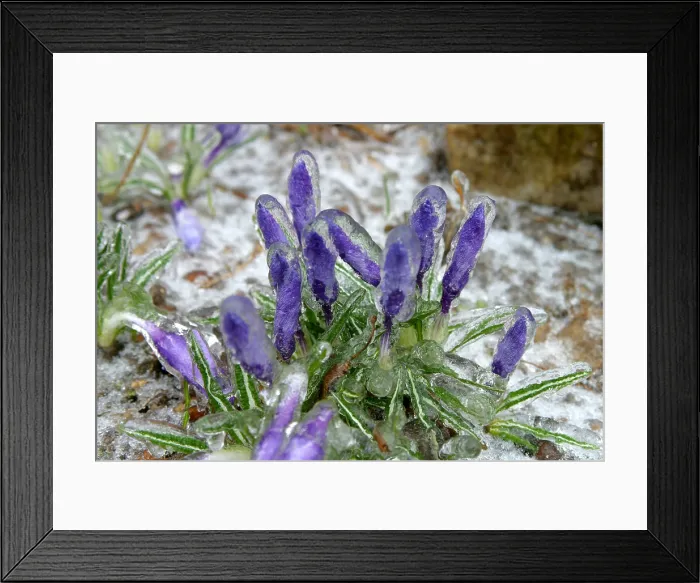 Framed Print : Ice-coated crocuses