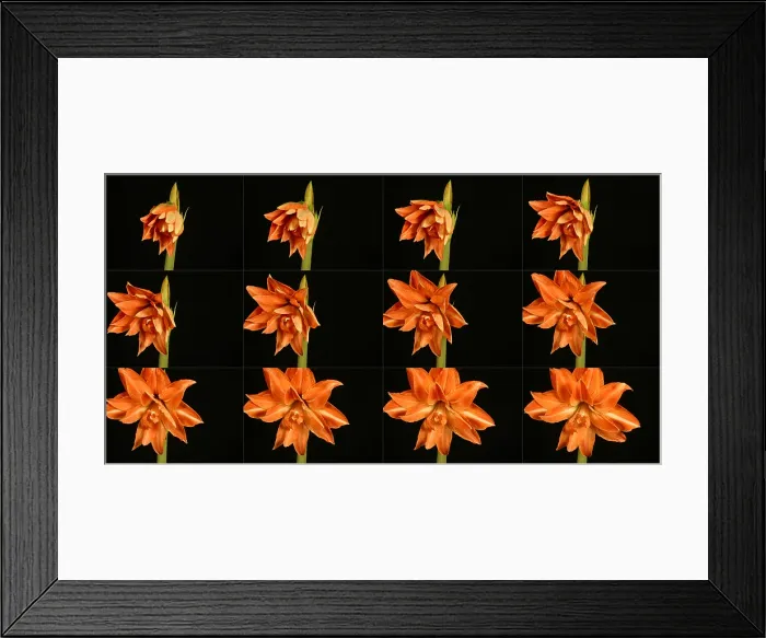 Framed Print : Amaryllis blooming Framed Print : Amaryllis blooming