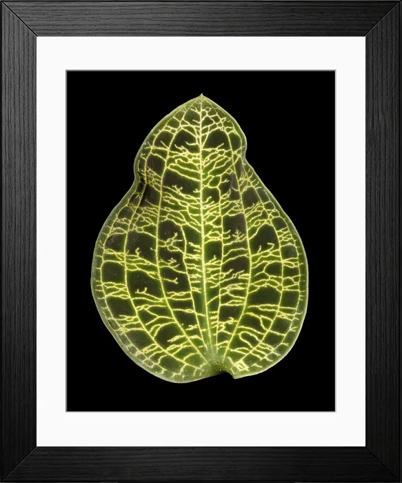 Framed Print : Orchid Leaf