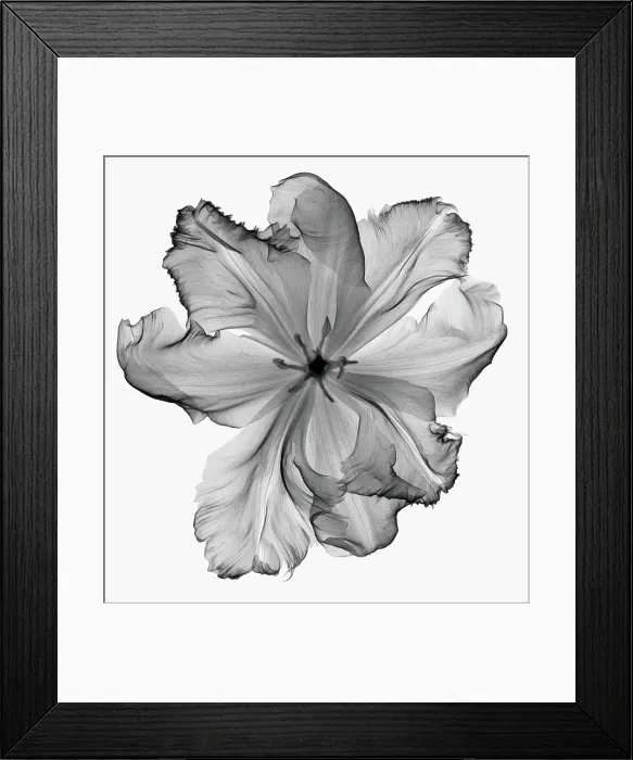 Framed Print : X-Ray of a Tulip Flower Framed Print : X-Ray of a Tulip Flower