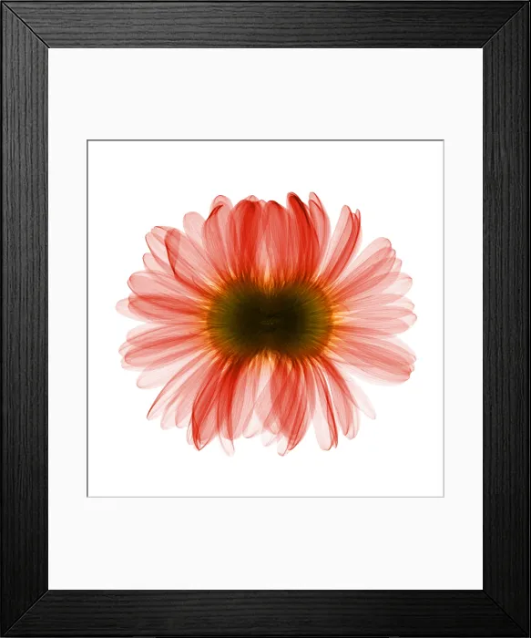 Framed Print : X-ray Gerber Daisy Framed Print : X-ray Gerber Daisy