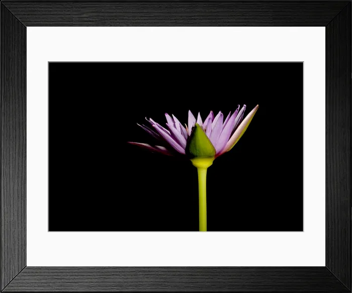 Framed Print : Waterlily opening (part of a series)