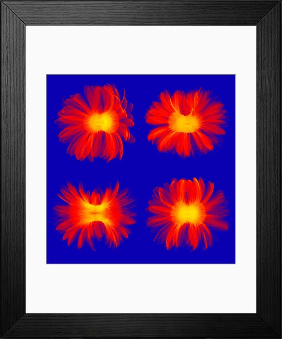 Framed Print : X-ray Gerber Daisies Framed Print : X-ray Gerber Daisies