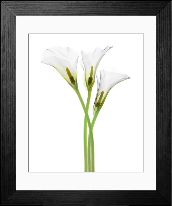 Framed Print : Calla Lily, X-ray Framed Print : Calla Lily, X-ray