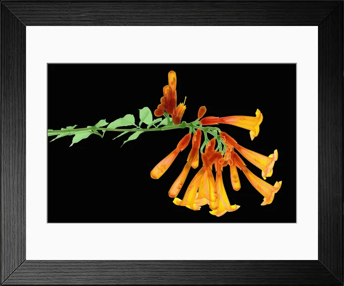 Framed Print : Trumpet Vine, X-ray Framed Print : Trumpet Vine, X-ray