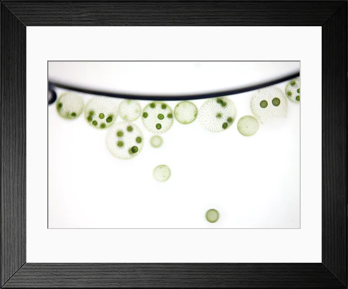 Framed Print : Volvox Algae Framed Print : Volvox Algae