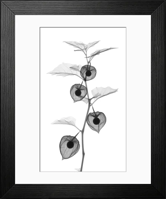 Framed Print : X-Ray of Chinese Lantern Plant Framed Print : X-Ray of Chinese Lantern Plant