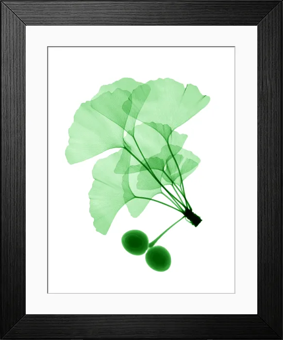 Framed Print : An x-ray of ginko leaves Framed Print : An x-ray of ginko leaves