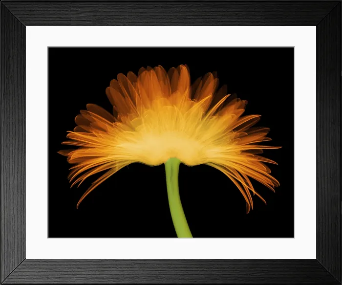Framed Print : X-ray Gerber Daisy Framed Print : X-ray Gerber Daisy