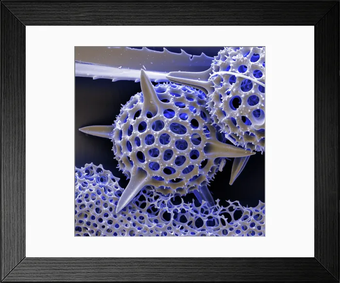 Framed Print : Radiolarian, scanning electron micrograph Framed Print : Radiolarian, scanning electron micrograph