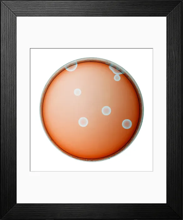 Framed Print : Chemical Waves in BZ Reagent (1 of 9) Framed Print : Chemical Waves in BZ Reagent (1 of 9)