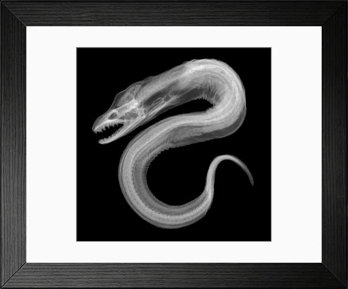 Framed Print : Moray Eel, X-ray