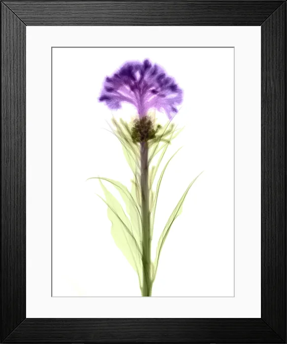 Framed Print : Cockscombs Flower, X-ray Framed Print : Cockscombs Flower, X-ray